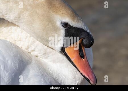 Der stumme Schwan, der im Frühlingssonne seine Federn aufreibt Stockfoto