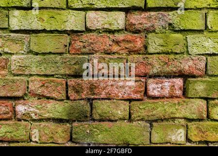 Mehrfarbige Backsteinwand Hintergrund Vielzahl von Ziegeln Backsteinwand gemacht Mit alten wiedergewonnenen Ziegeln, die mit grünen Flechten bedeckt sind Stockfoto