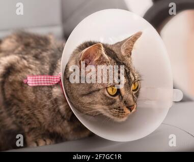 Kranke, gestromte Katze, die nach der Operation einen Kegel trägt, Kätzchen mit einem medizinischen Kragen auf dem Stuhl liegend, Wundheilungsprozess nach der Operation Stockfoto