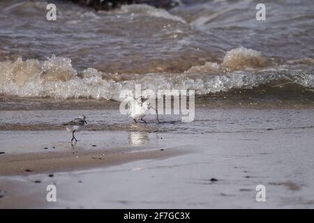 Sandpiper frisst einen Wurm an einem Strand aus dem Norden Portugals. Stockfoto