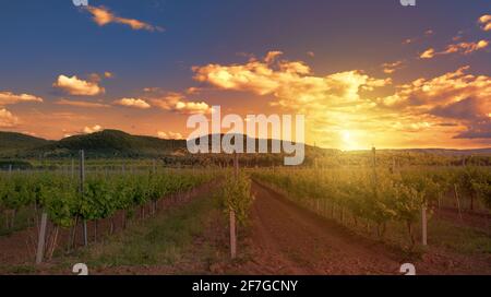 Farbenprächtiger Sonnenuntergang über einem Weinberg am Plattensee, Ungarn, mediterrane Landschaft mit wachsenden Weinreben und Hügeln im goldenen Licht der untergehenden Sonne Stockfoto