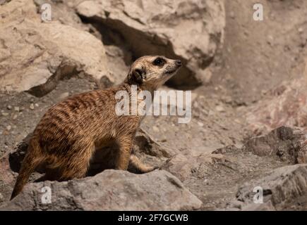 Suricata suricatta -Erdmännchen auf einem Felsen sitzen, beobachten die Gegend und bewachen seine Freunde, niedlich surikate beobachten, afrikanische Tierwelt Stockfoto