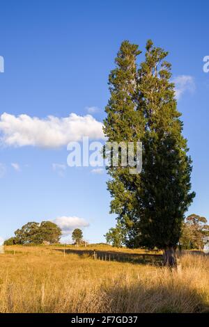 Hoher Pappelbaum in der Landschaft von Matakohe Stockfoto