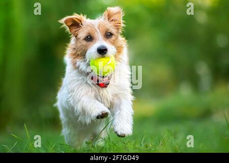 Flauschig verspielt glücklich niedlichen Hund Welpen laufen, spielen mit einem Ball im Gras. Frühling, Sommerspaziergängen, Haustierliebhaben-Konzept. Stockfoto