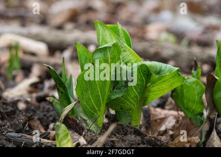 Eastern Skunk Cabbage im Frühling Stockfoto