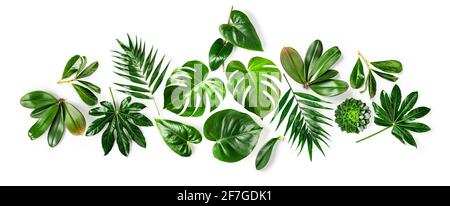Tropische Dschungelmonstera, Orchidee, Palme, Aralia und Flamingo grüne Blätter kreative Komposition und Sammlung isoliert auf weißem Hintergrund. Blumendessin Stockfoto