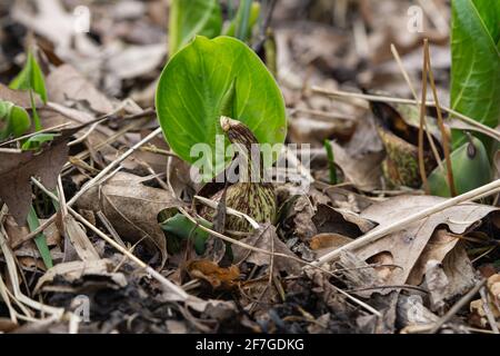 Eastern Skunk Cabbage im Frühling Stockfoto