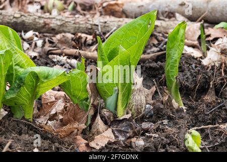 Eastern Skunk Cabbage im Frühling Stockfoto