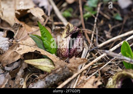 Eastern Skunk Cabbage im Frühling Stockfoto