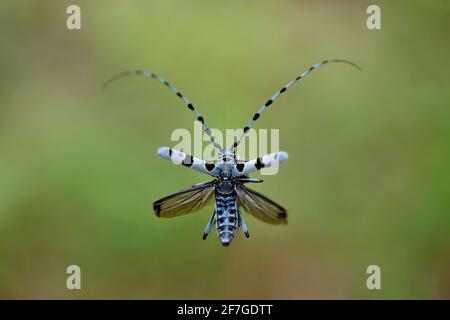 Alpiner Langhornkäfer, der in der sommerlichen Natur fliegt Stockfoto