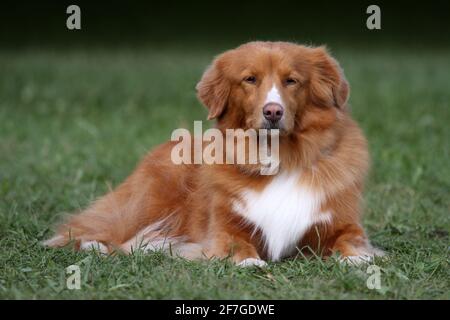Nova Scotia Duck Tolling Retriever Stockfoto