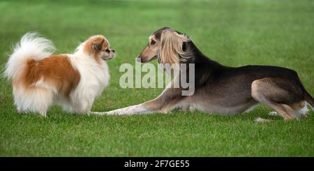 Der tibetische Spaniel und Saluki von Angesicht zu Angesicht Stockfoto