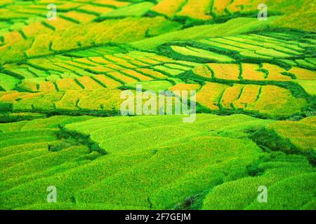 Reisterrassen Felder üppig grün und gelb, Ernte reif, Reis auf dem Hügel, Hang, Berg, Bergdorf, Bauern, Reisbauern in Asien, Schönheit p Stockfoto