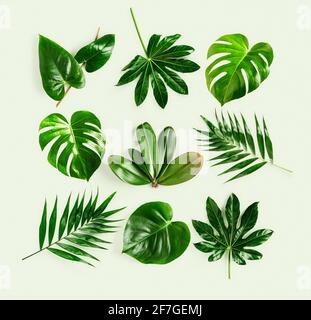 Tropischer Dschungel Monstera, Orchidee, Palme, Aralia und Flamingo grüne Blätter kreative Muster und Komposition auf grünem Hintergrund. Element im floralen Dessin. Stockfoto