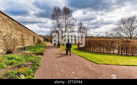 East Lothian, Schottland, Großbritannien, 7. April 2021. UK Wetter: Sonnenschein in East Lothian: Nach einem sehr kalten Frühlingsmorgen kam die Sonne heraus und wärmte die Dinge im Amisfield Walled Garden auf. Im Bild: Freiwillige, die im Garten mit Schubkarren aus geschnittenen Weidenstielen arbeiten Stockfoto