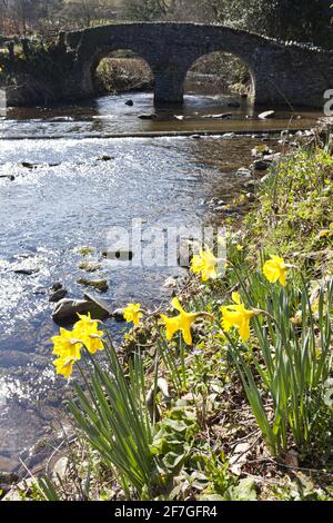 Frühling im Exmoor National Park - Narzissen neben der Papppferdebrücke über das Badgworthy-Wasser im Dorf Malmsmead, Devon, Großbritannien Stockfoto