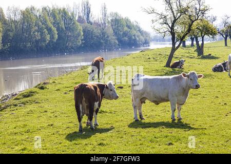 Rinder grasen friedlich am Fluss Severn in Elmore Back, Gloucestershire, Großbritannien Stockfoto