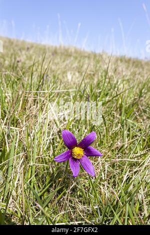 Die Pasque-Blume (Pulsatilla Vulgaris) wächst auf kalkhaltigem Kalksteingrasland auf den Cotswolds bei Barnsley Warren SSSI Gloucestershire UK. Stockfoto
