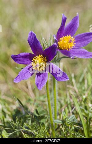 Die Pasque-Blume (Pulsatilla Vulgaris) wächst auf kalkhaltigem Kalksteingrasland auf den Cotswolds bei Barnsley Warren SSSI Gloucestershire UK. Stockfoto