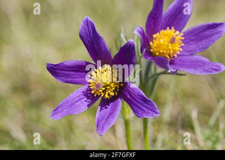 Die Pasque-Blume (Pulsatilla Vulgaris) wächst auf kalkhaltigem Kalksteingrasland auf den Cotswolds bei Barnsley Warren SSSI Gloucestershire UK. Stockfoto
