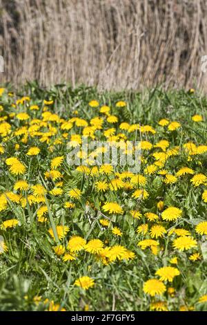 Löwinsen (Taraxacum officinale) wachsen im Naturschutzgebiet North Meadow SSSI neben der jungen Themse in Cricklade, Wiltshire, Großbritannien Stockfoto