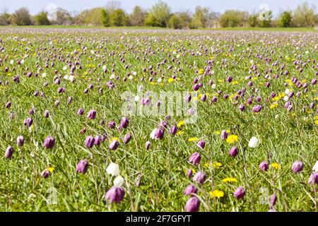 Snakes Head Fritillaries (Fritillaria meleagris) im Naturschutzgebiet North Meadow SSSI neben der kleinen Themse in Cricklade, Wiltshire, Großbritannien. Stockfoto