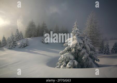 Südtirol, Berge, Tanne, Weihnachtsbaum als Wintertraum, Bäume mit Schnee im Dezember am Passo Rolle in Südtirol in den Dolomiten in Italien Stockfoto