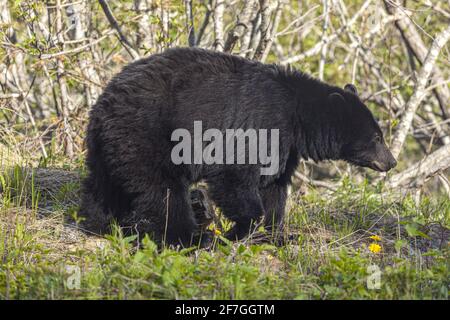 Ein Schwarzbär Anfang Juni nahe der Grenze zwischen Kanada und den USA am Klondike Highway nordöstlich von Skagway, Alaska, USA Stockfoto