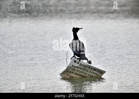 Ein großer Kormoran auf einem gebrochenen Schild im Wasser eines Sees in Oss, Niederlande Stockfoto