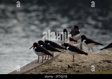 Austernfischer-Vögel Reihen sich am Ufer eines Sees in Oss, Niederlande, an Stockfoto