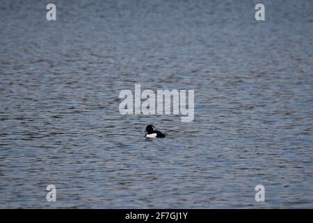 Eine schöne getuftete Ente, die sanft auf dem Wasser eines Sees in Oss, Niederlande, schwimmt Stockfoto