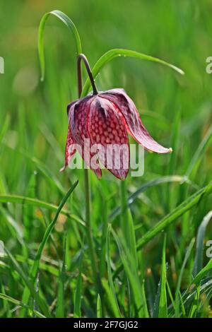 Fritillaria meleagris - Schachblume Stockfoto