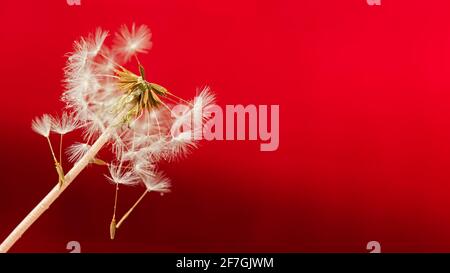 Sandelion Makroblume auf einem roten unscharfen Hintergrund. Konzeptuelles, sommerliches Design. Layout für eine Website, Banner, Postkarte. Weiches Licht, Bokeh. Niedrige de Stockfoto