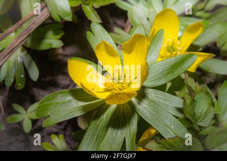 Ein Makrofoto einer gelben Blume. Grüne Leves im Hintergrund. Bild aus Eslov, Schweden Stockfoto