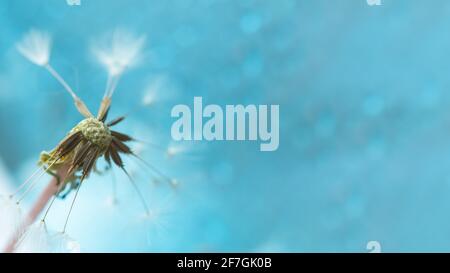 Sandelion Makroblume auf einem blau unscharfen Hintergrund. Konzeptuelles, sommerliches Design. Layout für eine Website, Banner, Postkarte. Weiches Licht, Bokeh. Niedrig d Stockfoto