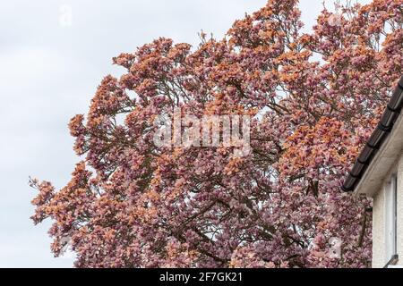 Frost beschädigte Magnolienbaumblüte im April, Großbritannien Stockfoto