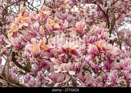 Frost beschädigte Magnolienbaumblüte im April, Großbritannien Stockfoto