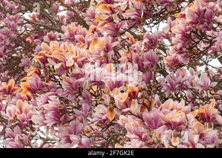 Frost beschädigte Magnolienbaumblüte im April, Großbritannien Stockfoto