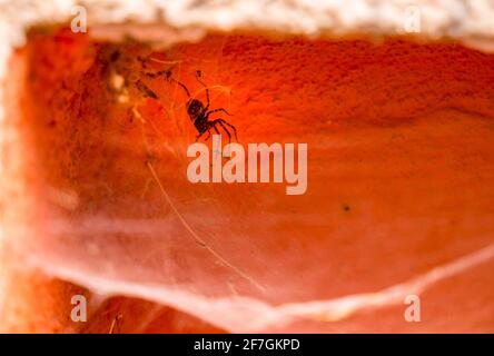 Spider (Tegenaria domestica) Sein Nest in der Ecke eines Wohnhauses bewacht Stockfoto