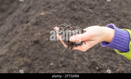 Eine Frau hält einen Haufen Ackerboden in der Hand. Agronom, der die Qualität des fruchtbaren landwirtschaftlichen Erdes untersucht. Stockfoto