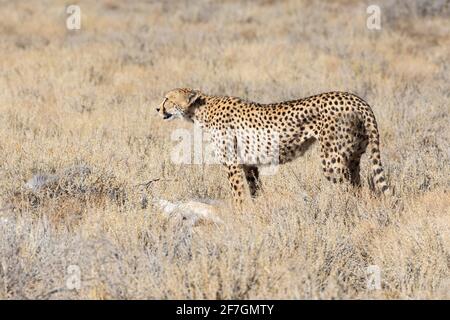 Cheetah (Acinonyx jubatus) eine Frau, die ihre zwei Jungen auf einem frischen Springbok-Kill im Grasland, Kalahari, Nordkap, Südafrika, bewacht Stockfoto