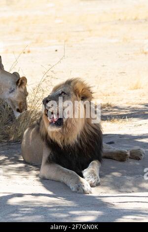 Desinteressierter Kalahari Löwe (Panthera Leo), Löwe, der der verliebten Löwin einen frustrierten Blick gibt, in der Kalahari, Südafrika. IUCN Red ist als gefährdet gelistet Stockfoto