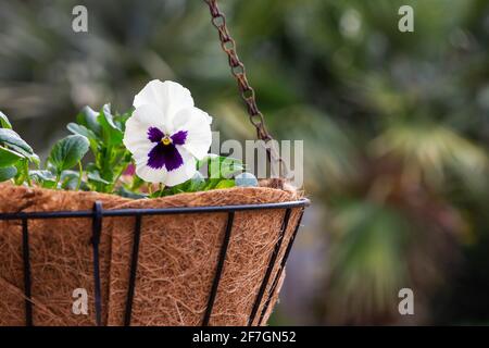 Ein weißes und violettes Stiefmütterchen in einem hängenden Korb. Stockfoto