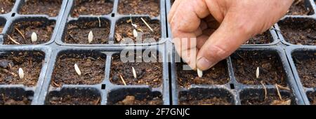 Nahaufnahme der Hand eines Bauern beim Aussaaten von Zucchini im Kindergarten Stockfoto