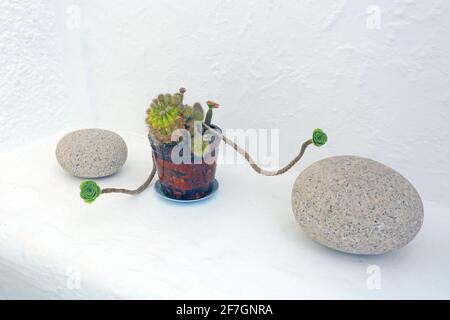 Sukkulenten- und Kaktuspflanzen im Topf mit Steinen auf weiß gewaschenen Wänden angeordnet. Dekorativer Kaktus im Topf Stockfoto