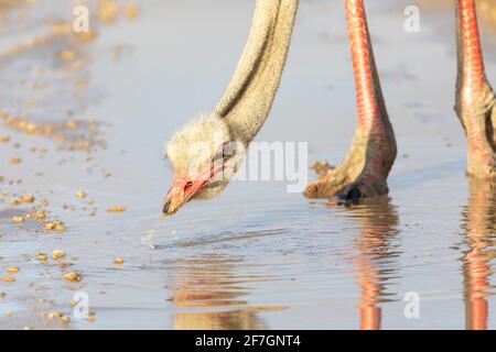 Gewöhnlicher Strauß (Struthio camelus) züchtet Rüden, der in einer Pfütze auf der Straße, Nordkap, Südafrika, trinkt Stockfoto