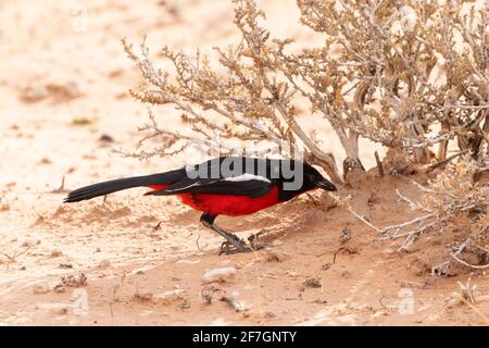 Karmesinbrustwürger (Laniarius atrococcineus) alias Crimson-brustiger Gonolek oder Crimson-brustiger Boubou, der in Kalahari, Northern Cape, RSA, Nahrungssuche macht Stockfoto