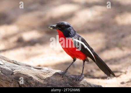 Karmesinbrustwürger (Laniarius atrococcineus) alias Karmesinbrustwürger Gonolek oder Karmesinbrustwürger Boubou mit Insektenbefall Northern Cape, Südafrika Stockfoto