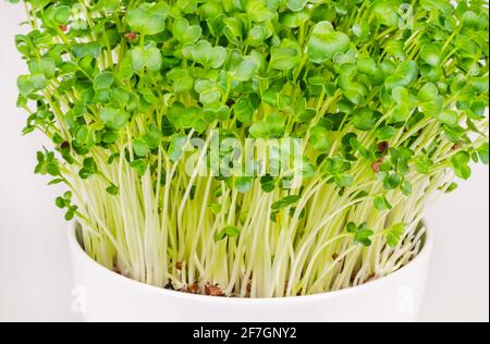Daikon Rettich, Mikrogrün in einer weißen Schale. Frisch und bereit zu essen, sprießen japanische Rettich. Grüne Triebe, Sämlinge, junge Pflanzen und Blätter. Stockfoto
