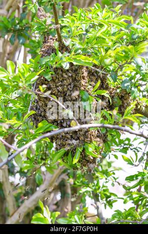 Bienenschwarm auf einem Ast im Frühling. Schwärmen Honigbienen auf einem Obstbaumast, nachdem sie sich in einem bestimmten Honigbienenvolk aufgespalten haben. Stockfoto